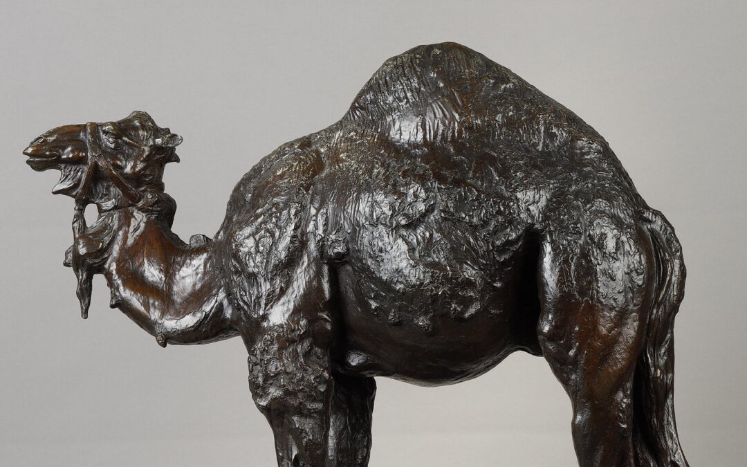 Dromedary by Albéric Collin